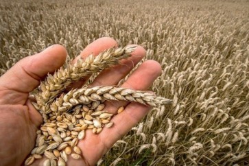 موسكو وكاراكاس توقعان اتفاقا لتوريد القمح