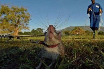 حاسة الشم القوية للفئران تمكنها من تمييز المكونات المختلفة
