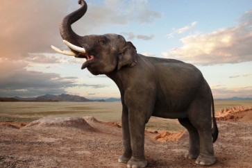 لماذا يمكن لـ الفيلة أن تسمع من أقدامها؟