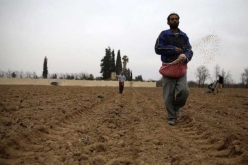 سوريا: تتوقع 2.17 مليون طن إنتاج القمح في الموسم الحالي
