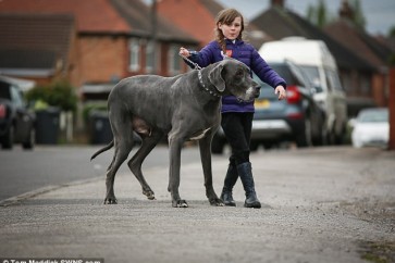 أضخم كلب في بريطانيا يعادل حجمه حجم فيل صغير