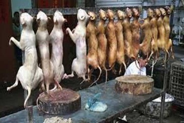 حظر أكل لحم الكلاب في مهرجان صيني سنوي