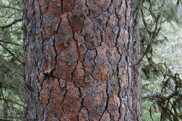 عمر الاشجار يلعب دورا كبيرا في دراسة الاحتباس الحراري الذي يؤثر على المناخ