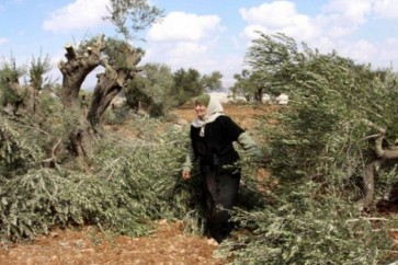 اشجار الزيتون بفلسطين