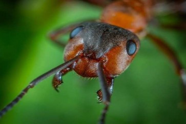 علاقة غريبة بين النمل والمناخ!
