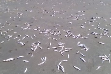 سمك اليمن