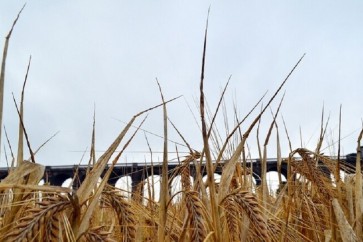 تصدير القمح