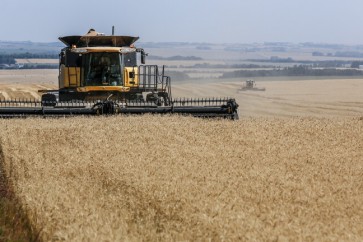 Wheat Ukraine11