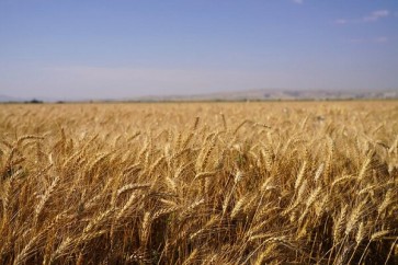 Wheat Iran 2024