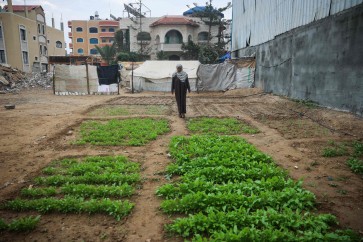 سيدة فلسطينية ترعى مزروعات من الخضار بالقرب من خيمتها في مخيم البريج في وسط قطاع غزة (أ.ف.ب.)